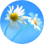 Pyramid Flow icon